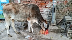 Gadaipur Clean Cow Initiative by SESD South Delhi 11003