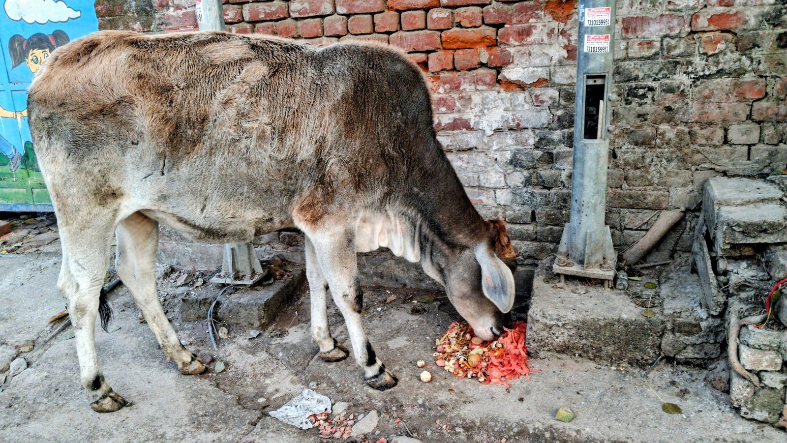 Gadaipur Clean Cow Initiative by SESD South Delhi 11003