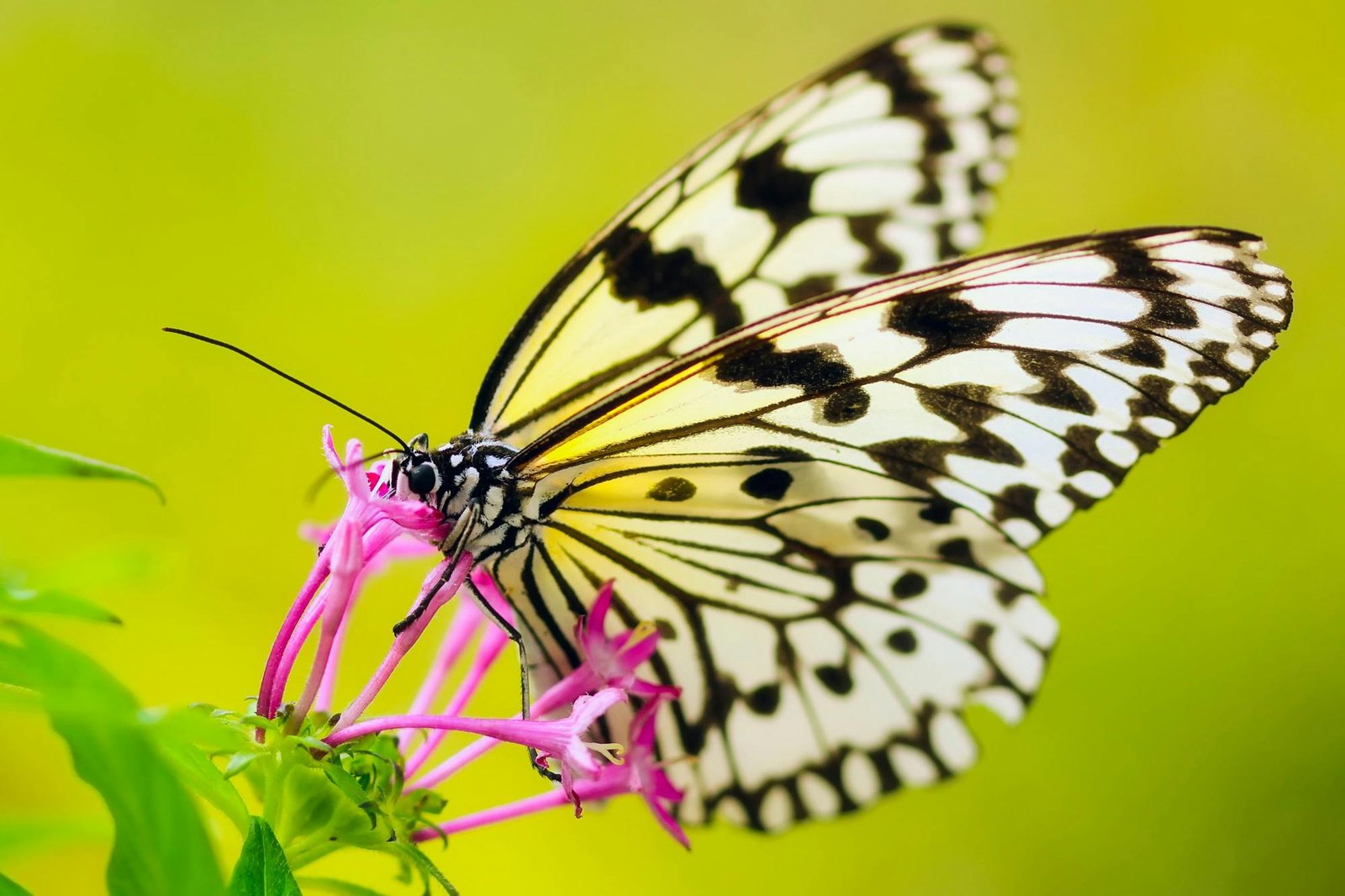 Ecological Research India and Scientific Documentation